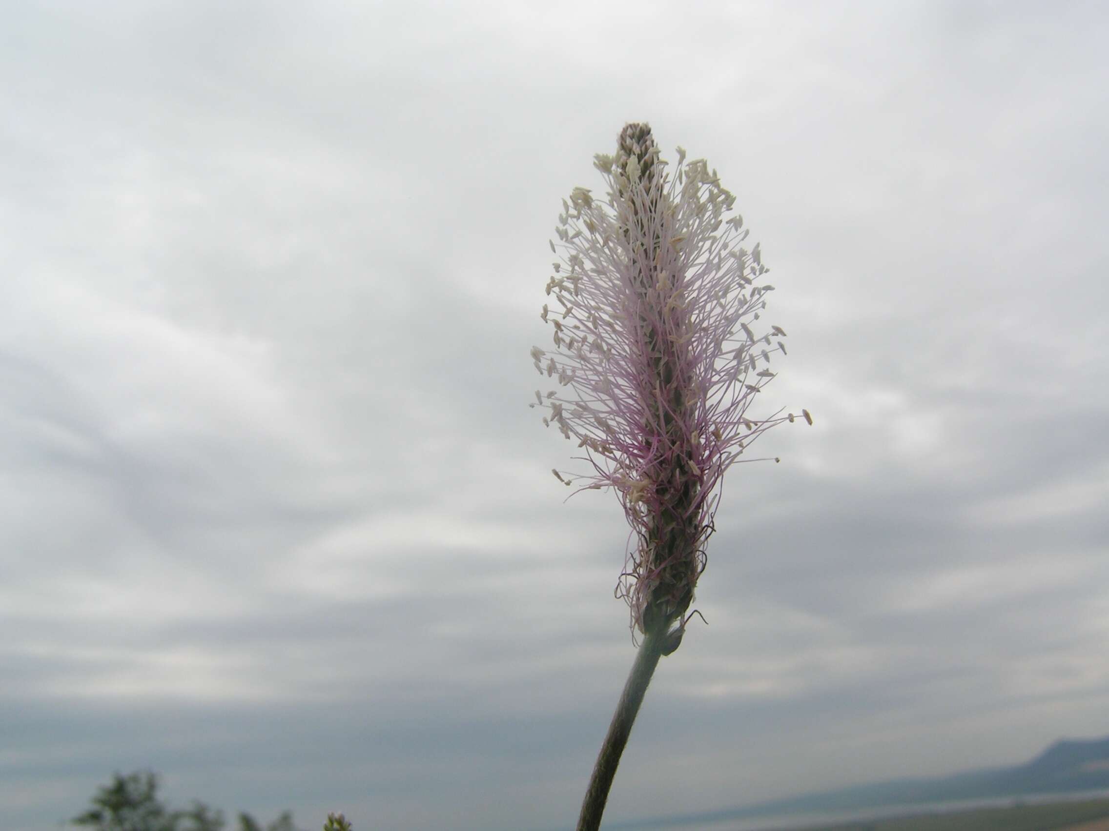 Image of Hoary Plantain