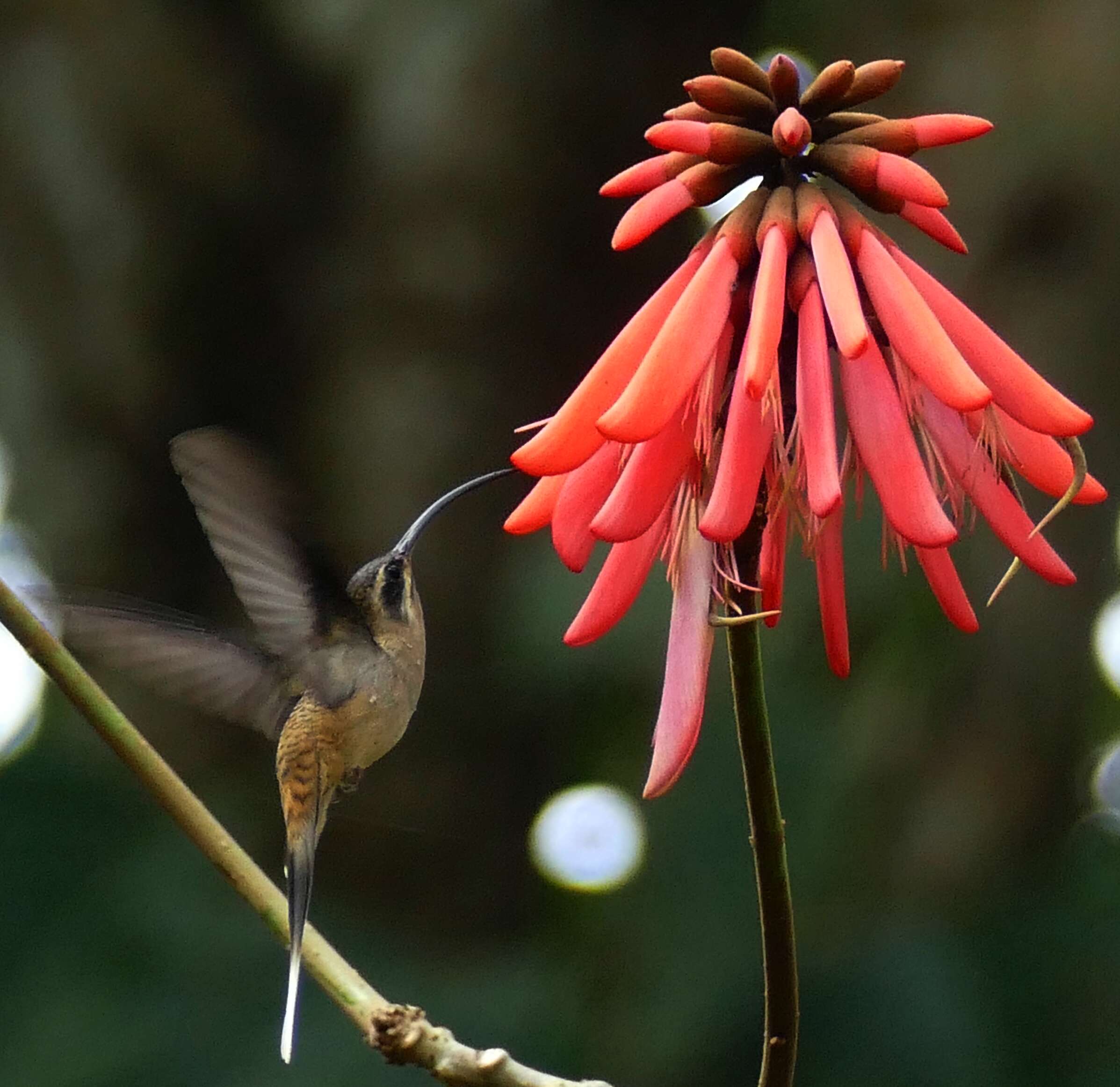 Image of Long-billed Hermit