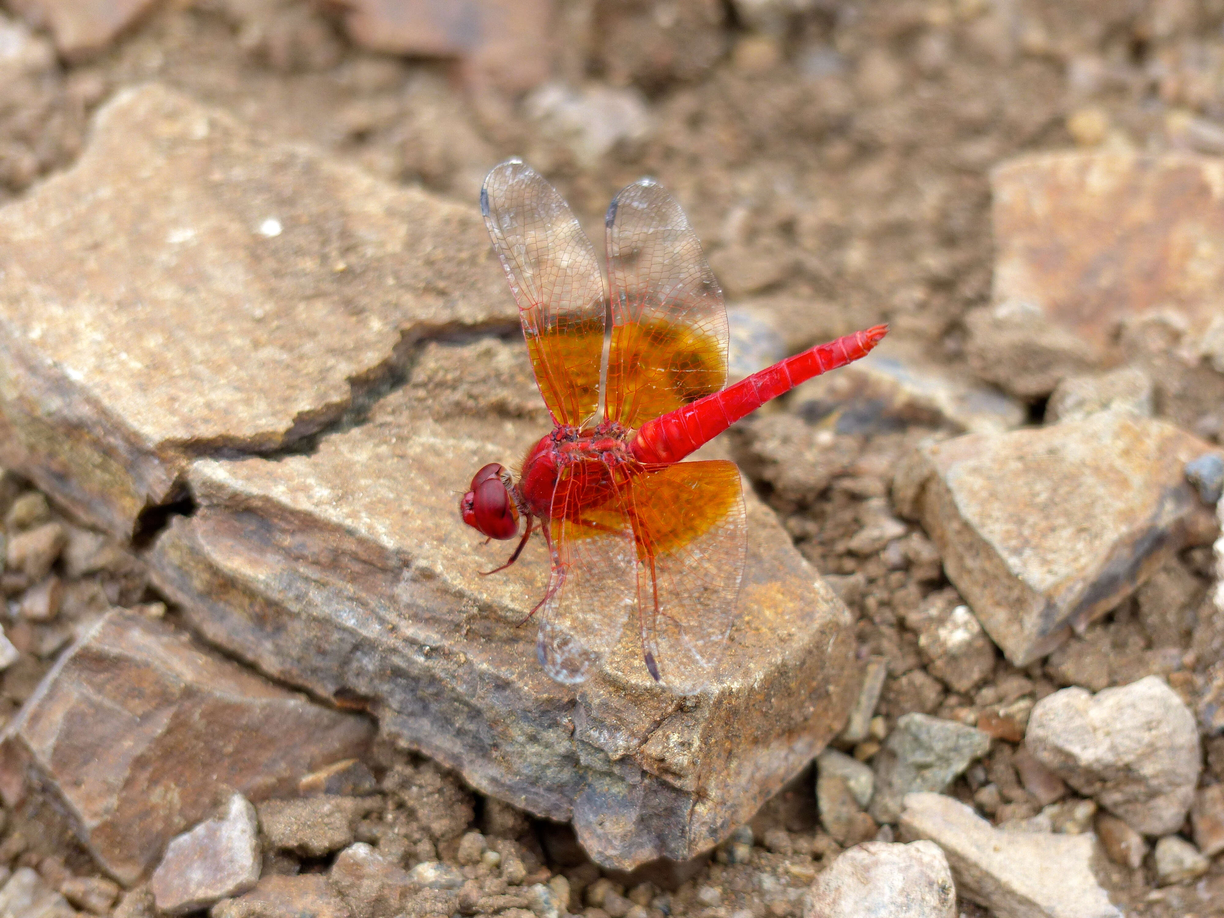 Image of Brachythemis Brauer 1868