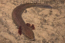 Image of Waterdogs & Mudpuppies