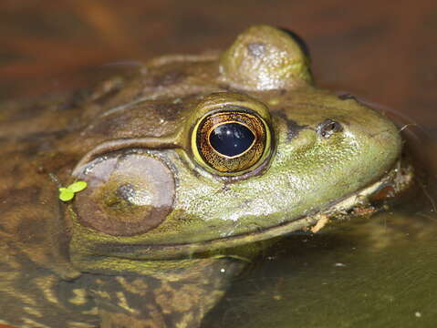 Image of American Bullfrog