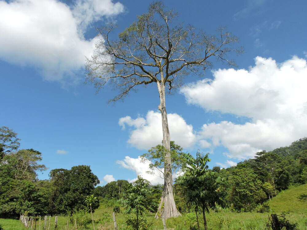 Image of ceiba