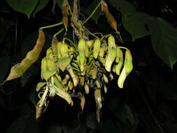 Image of Mucuna holtonii (Kuntze) Moldenke