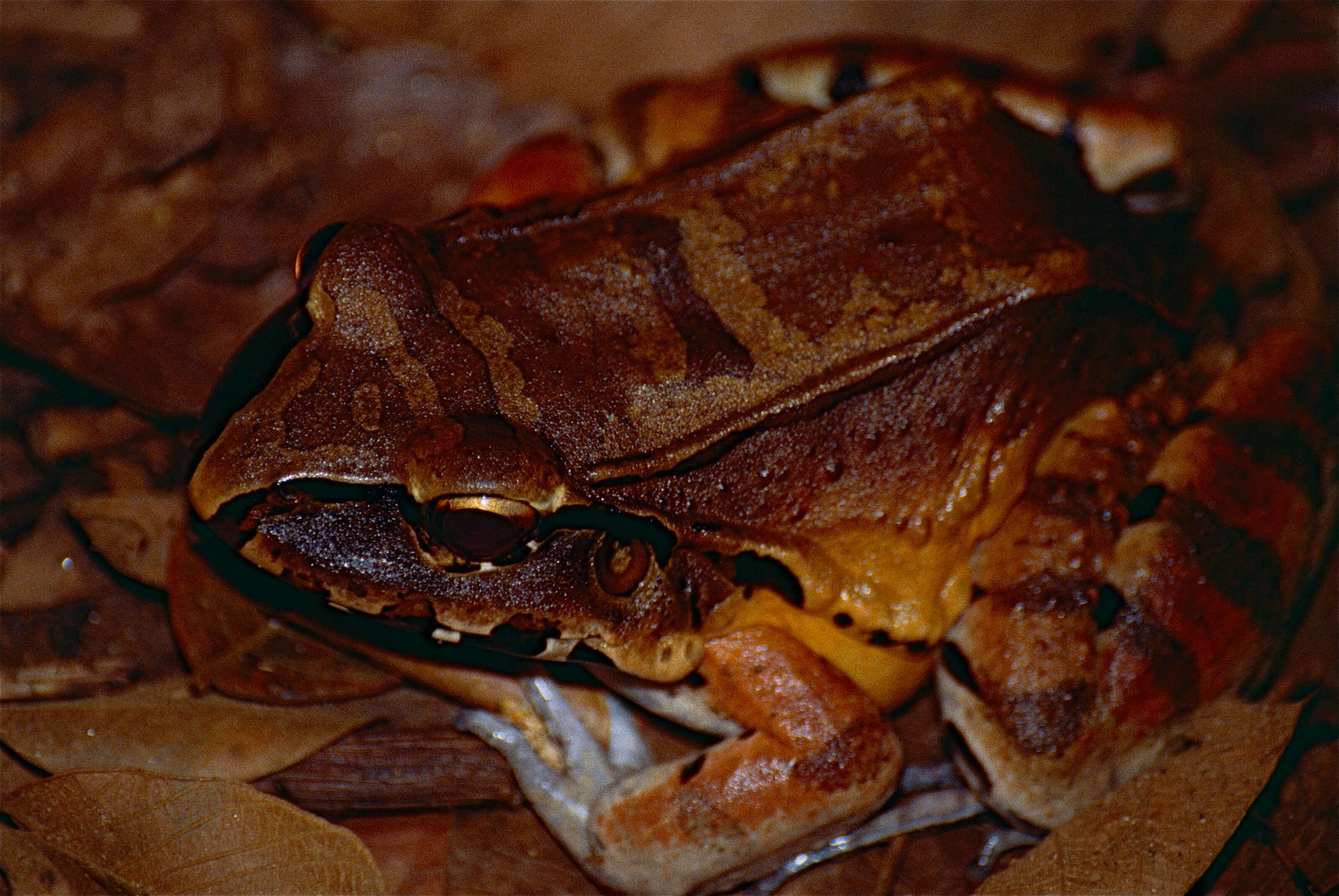 Image of Slender-fingered Bladder Frog