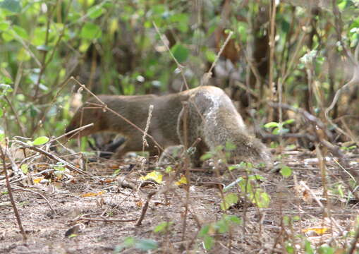 Image of Javan Mongoose