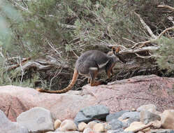 Image of Ring-tailed Rock Wallaby