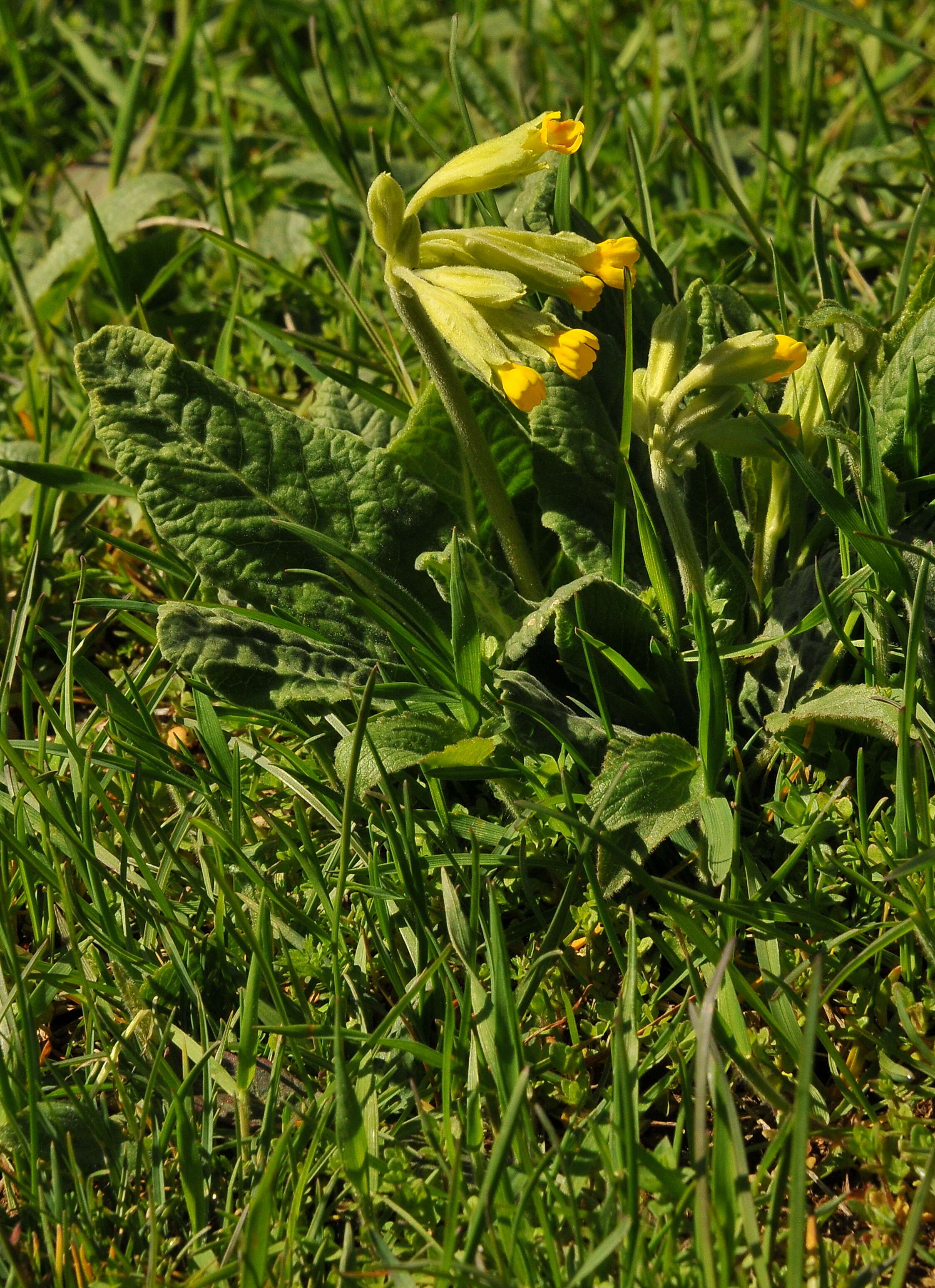 Image of Cowslip