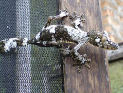 Image of Flat-tail geckos