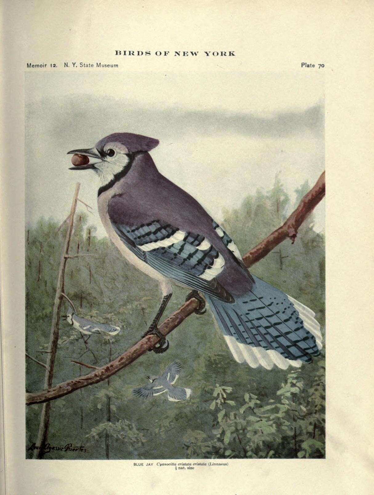 Image of Blue Jay