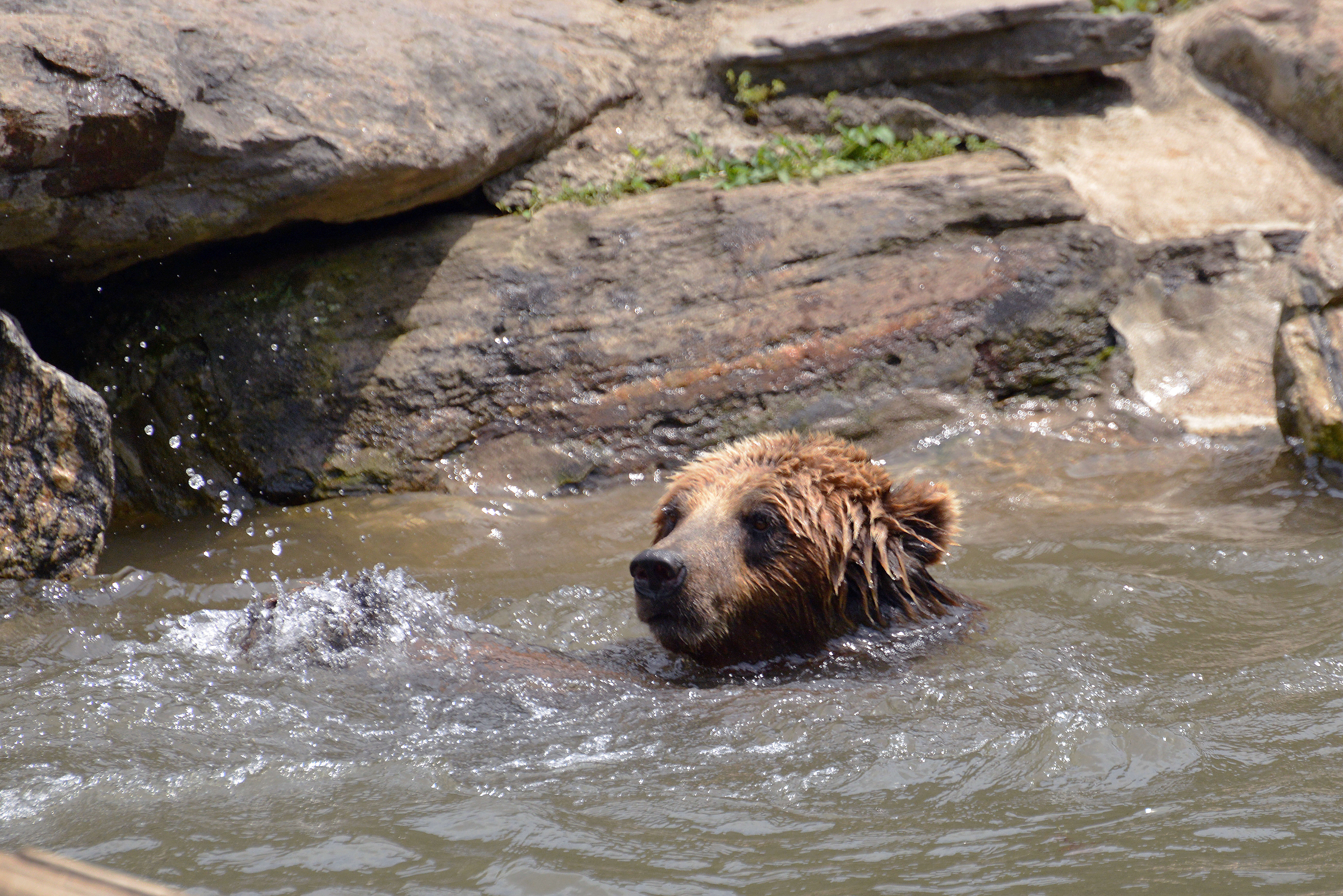 Image of Brown Bear