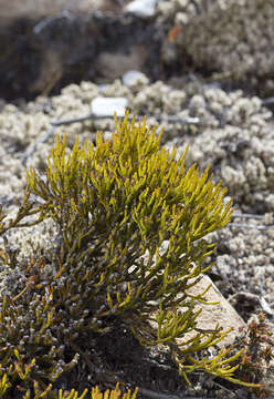 Image of Exocarpos bidwillii Hook. fil.