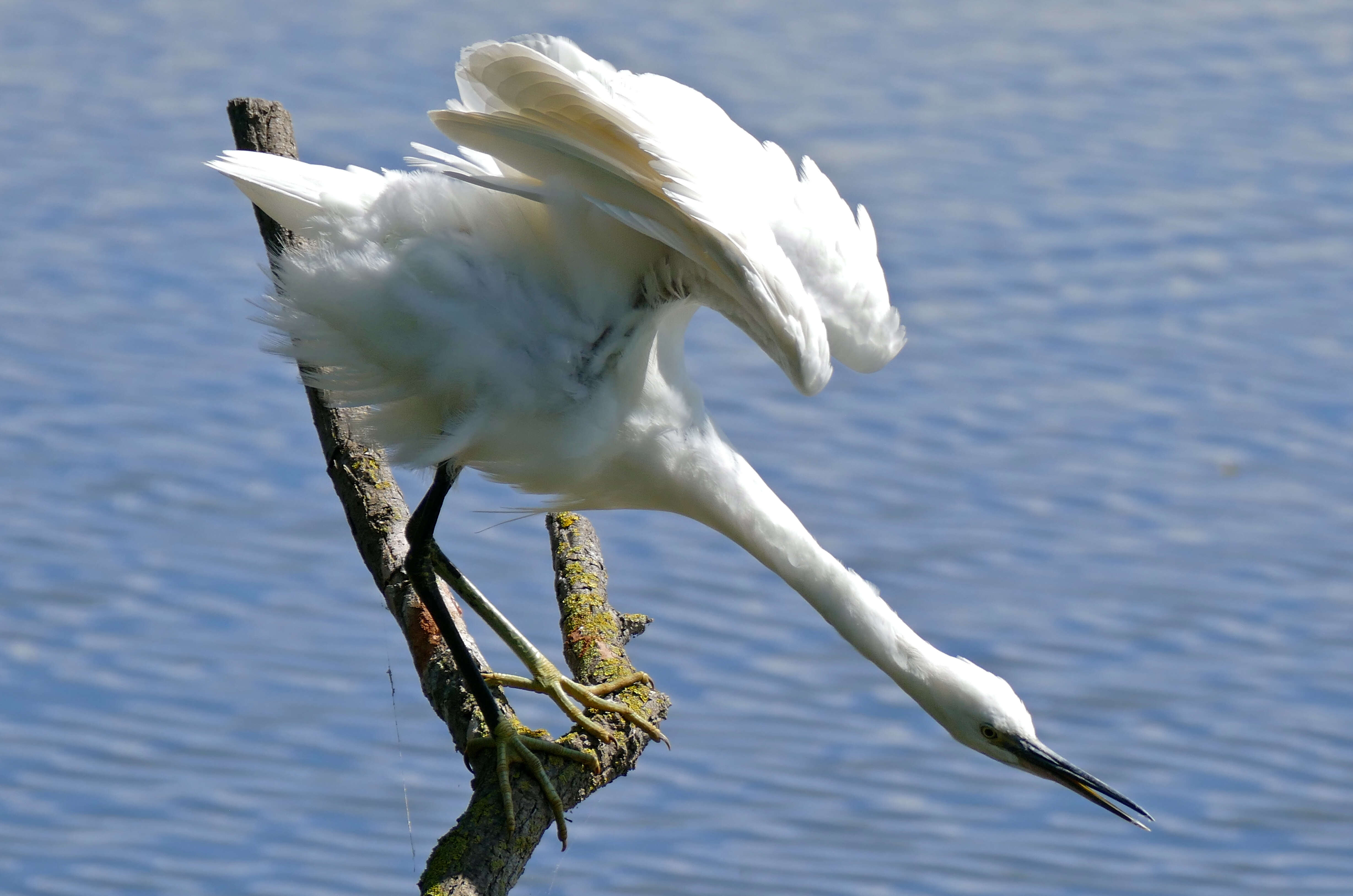 Image of Egretta Forster & T 1817