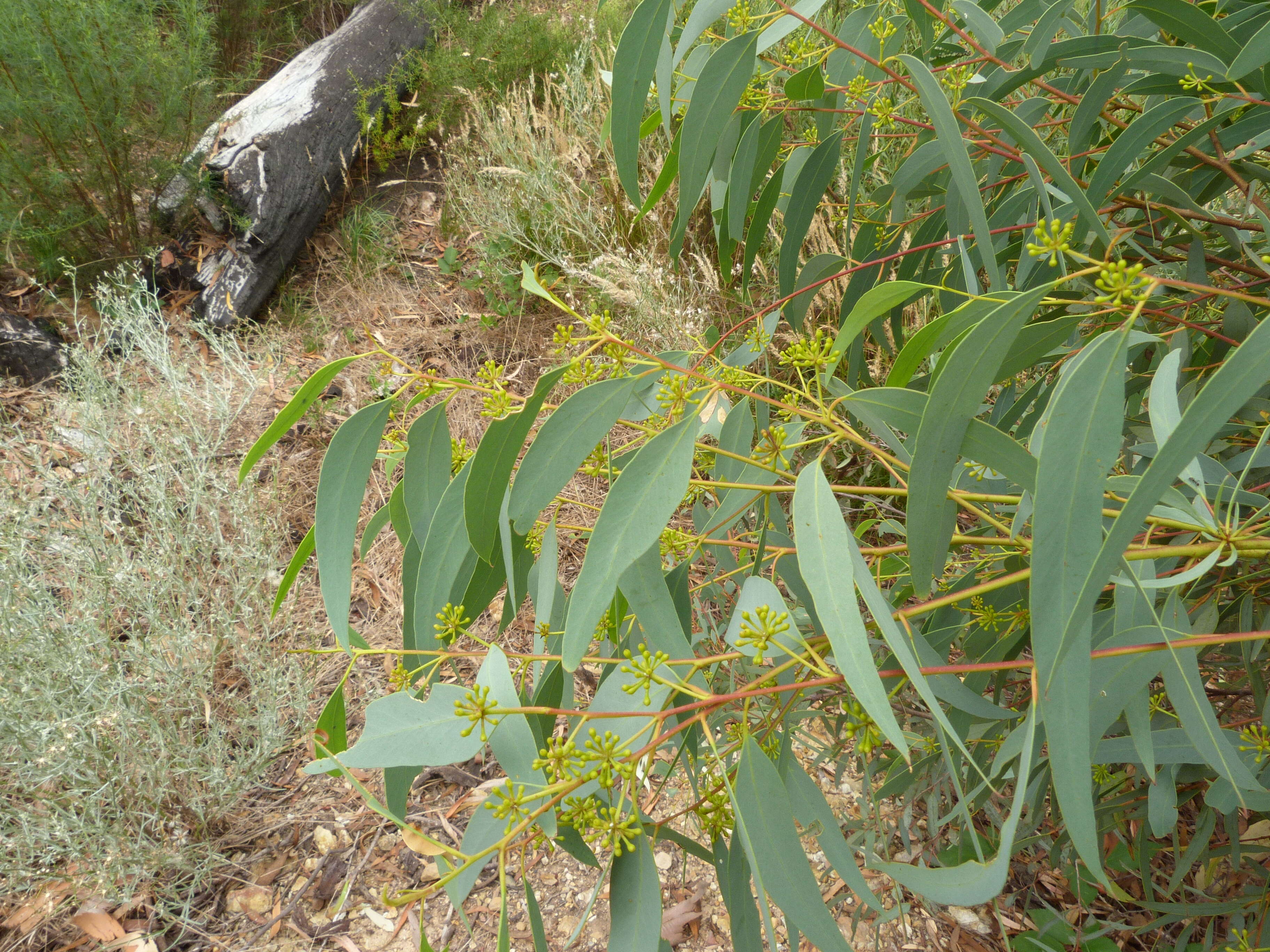 Image of scribbly gum