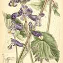 Image of Salvia hians Royle ex Benth.