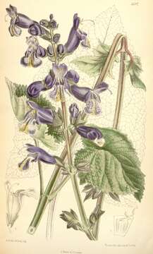 Image of Salvia hians Royle ex Benth.