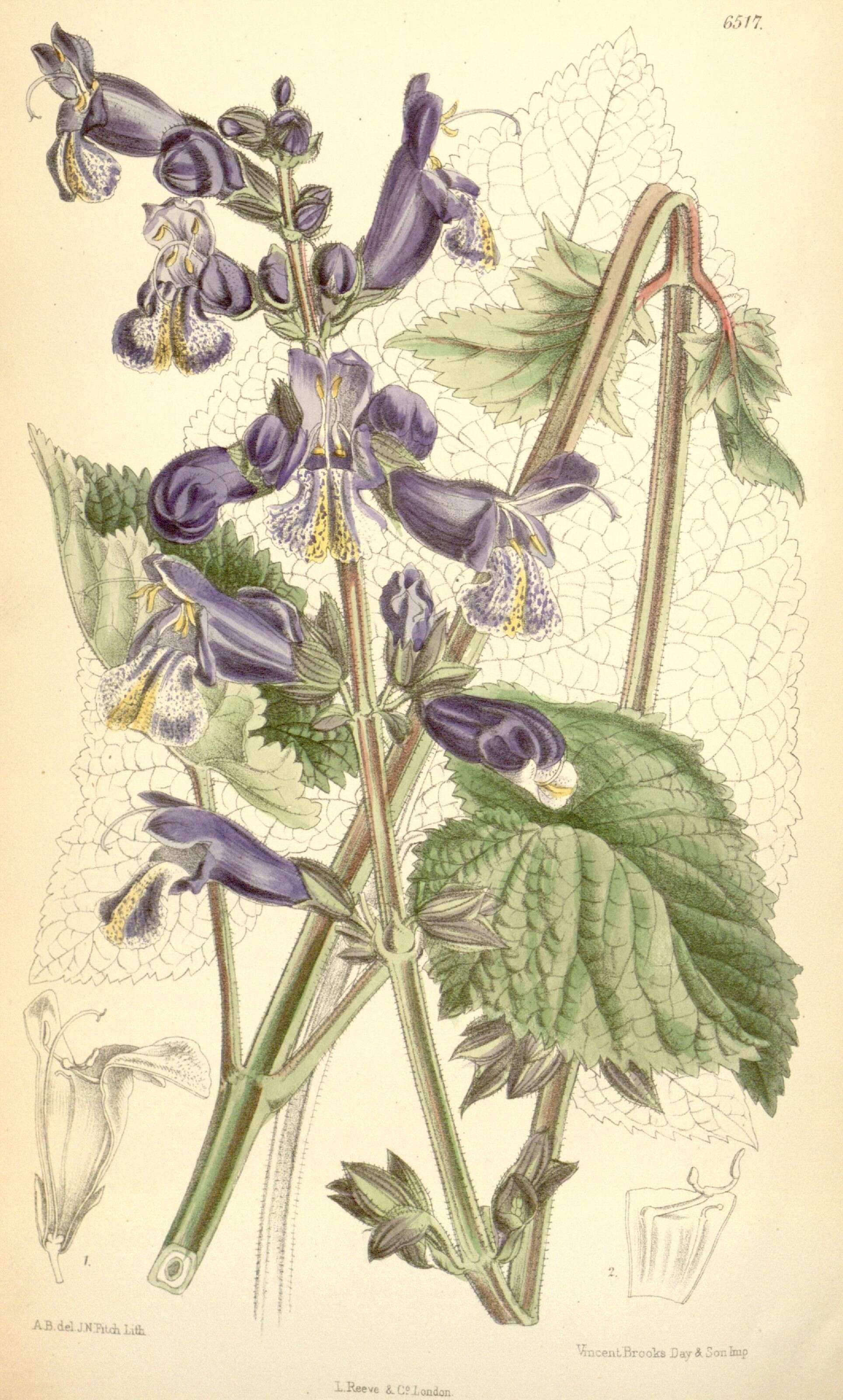 Salvia hians Royle ex Benth. resmi