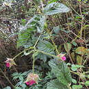 Image of Rubus roseus Poir.