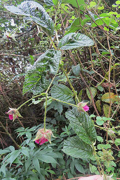 Image of Rubus roseus Poir.