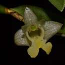 Dendrobium xantholeucum Rchb. fil. resmi