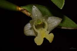 Image of Dendrobium xantholeucum Rchb. fil.