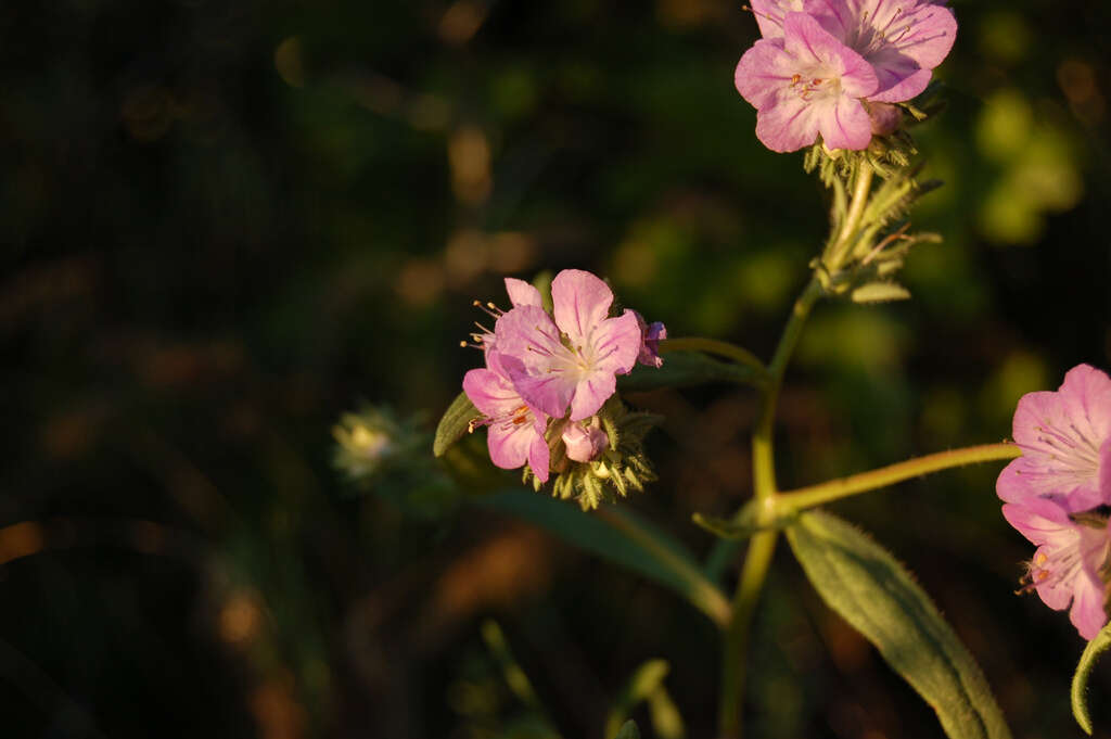 Phacelia linearis (Pursh) Holz.的圖片