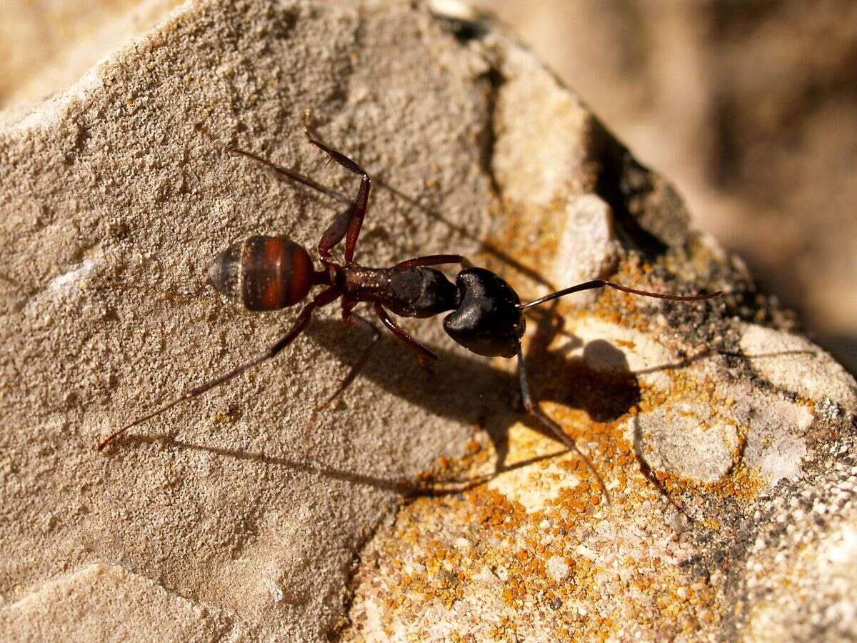 Image de Camponotus cruentatus (Latreille 1802)