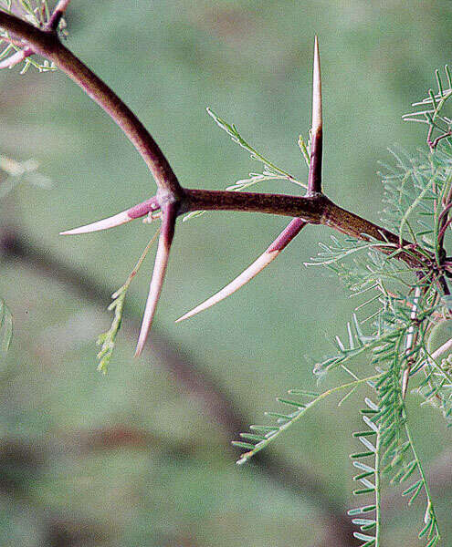 Image of mesquite