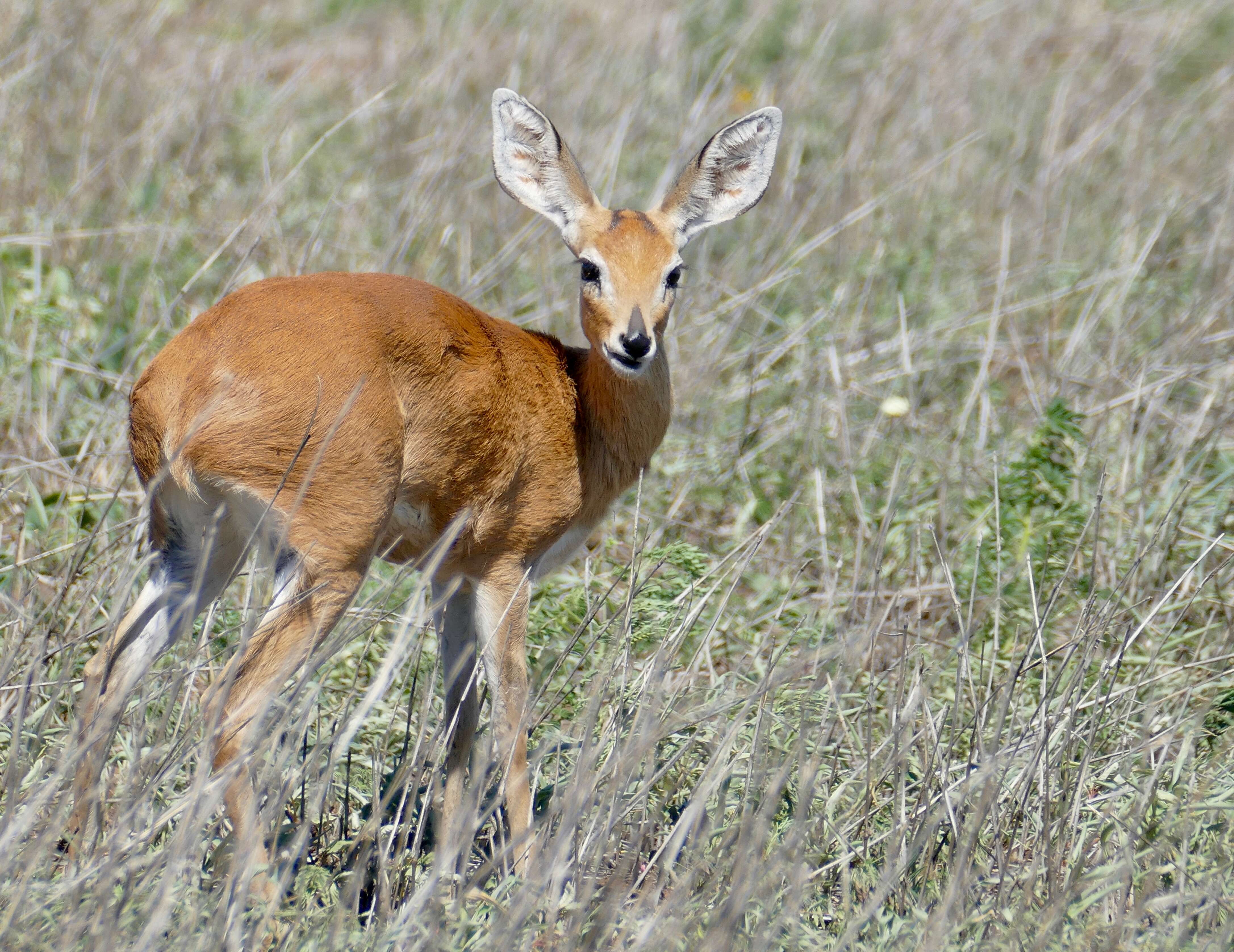 Image of Steenbok