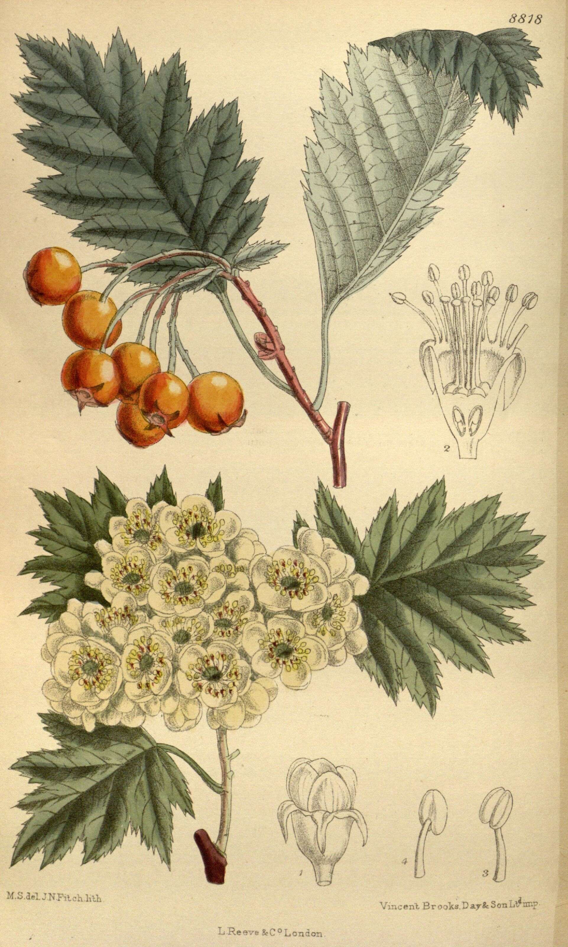 Image of Crataegus chlorocarpa Lenne & C. Koch