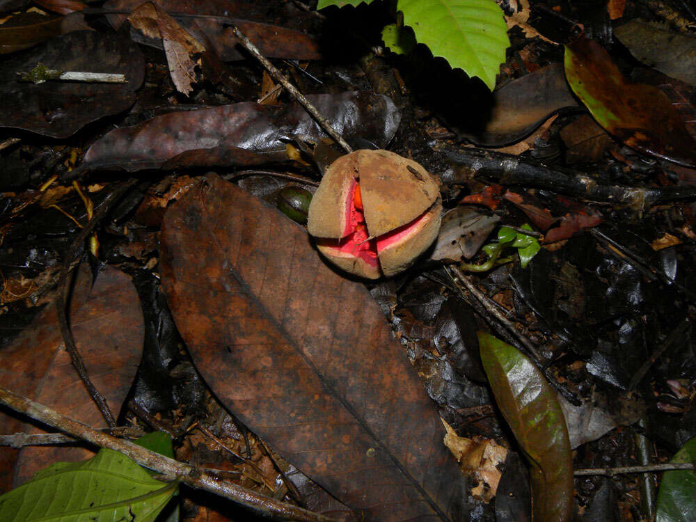 Image of Sloanea garcia-cossioi Pal.-Duque