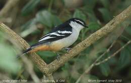 Image of Cuckooshrike