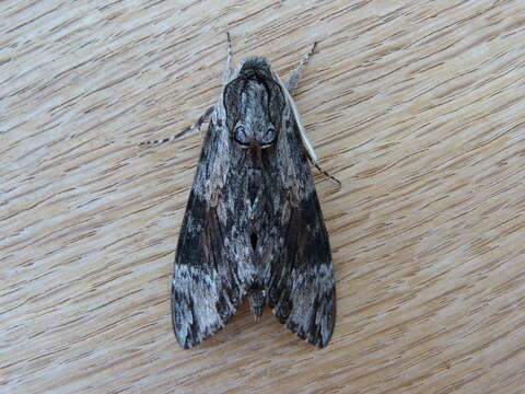 Image of convolvulus hawk moth