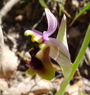 Image of Sawfly orchid