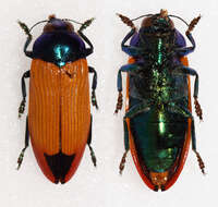 Image of Castiarina