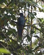 Image of Chestnut-breasted Malkoha