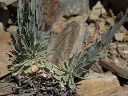 Image of Shockley's rockcress