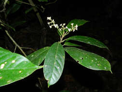 Image of Pleurothyrium golfodulcense W. Burger & N. Zamora