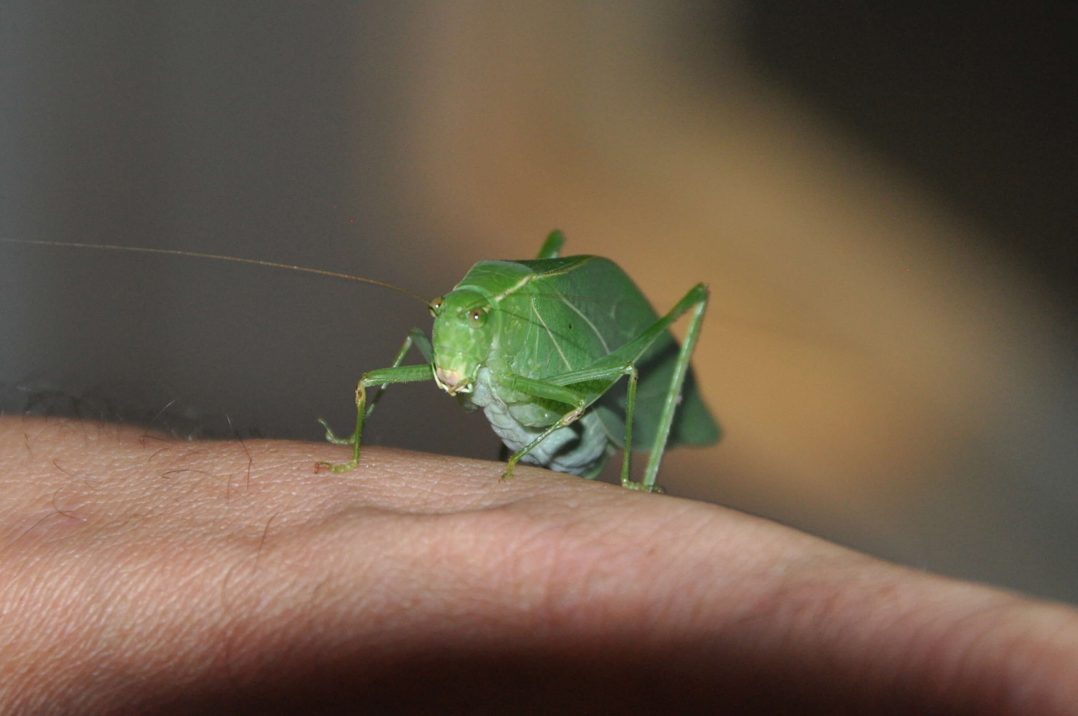 Image of Greater Angle-wing Katydid