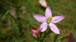 Image of Centaury