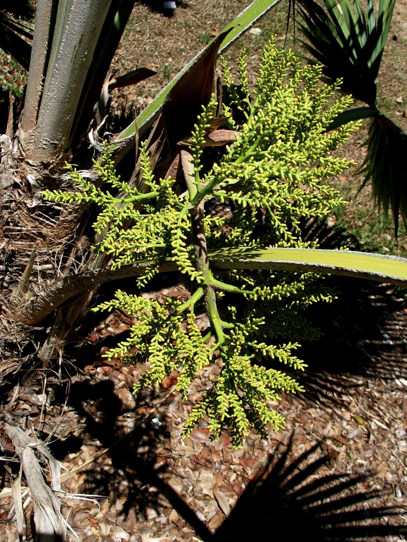 Pritchardia napaliensis H. St. John的圖片