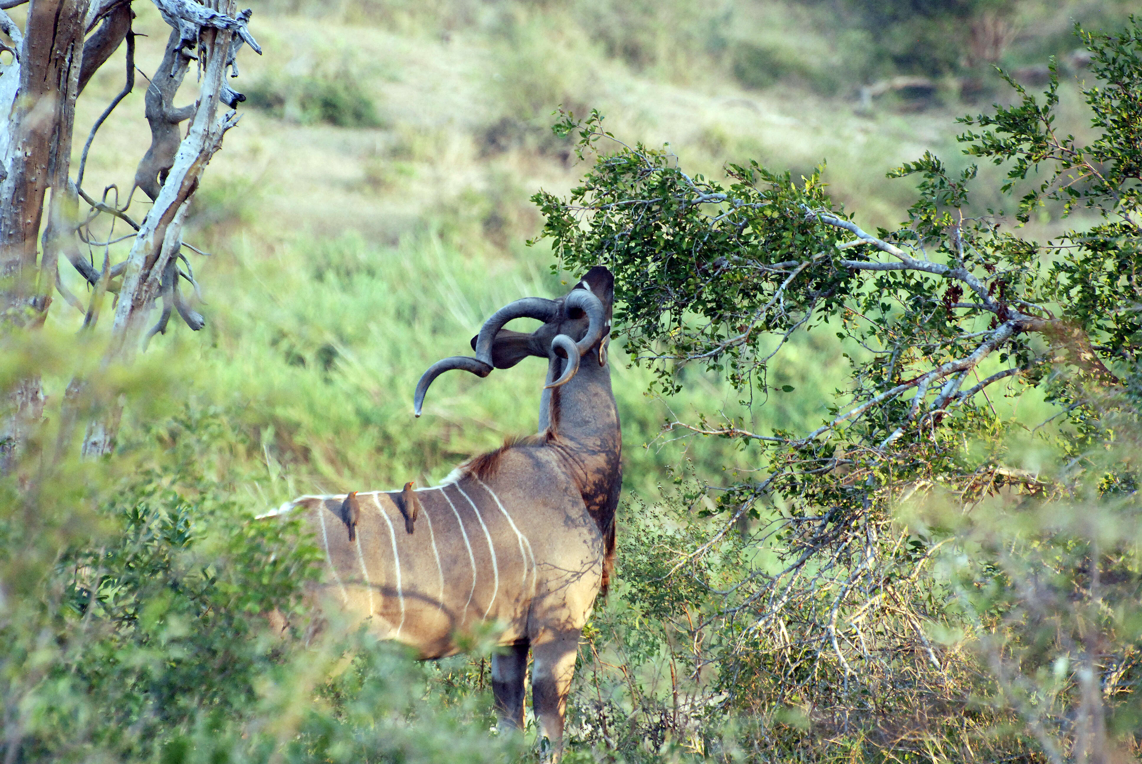 Image of Spiral-horned Antelope