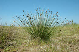 Image of bog-rush