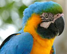 Image of Blue-and-yellow Macaw