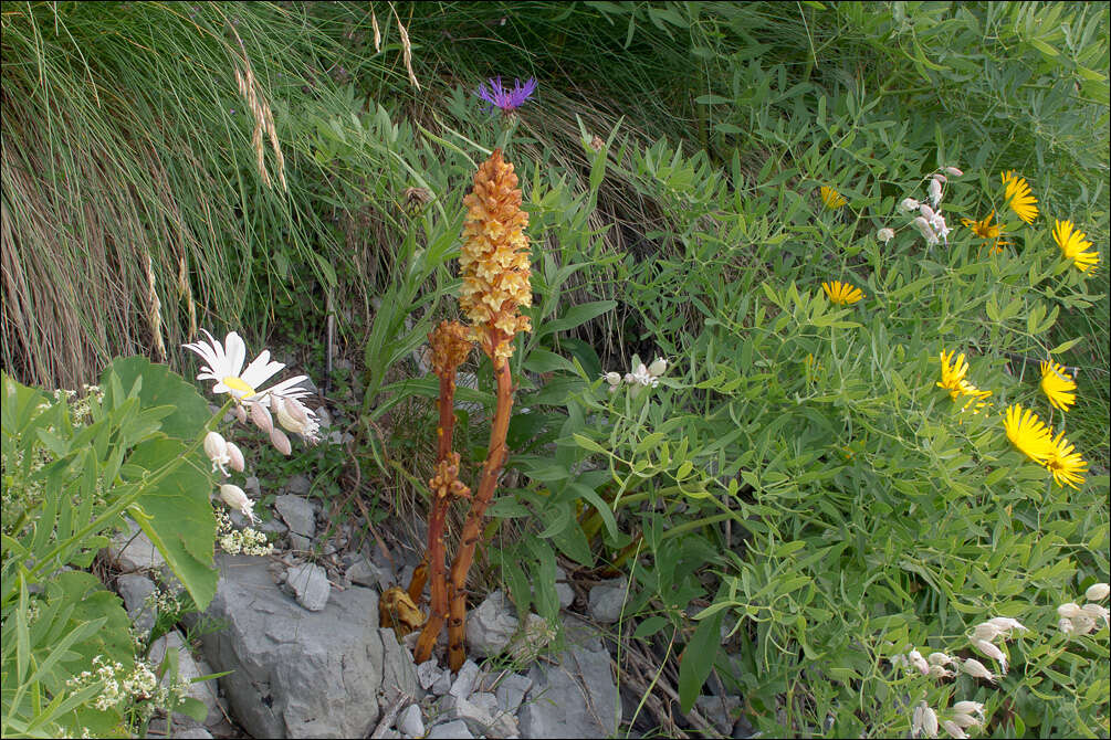 Image of Orobanche laserpitii-sileris Reut. ex Jordan