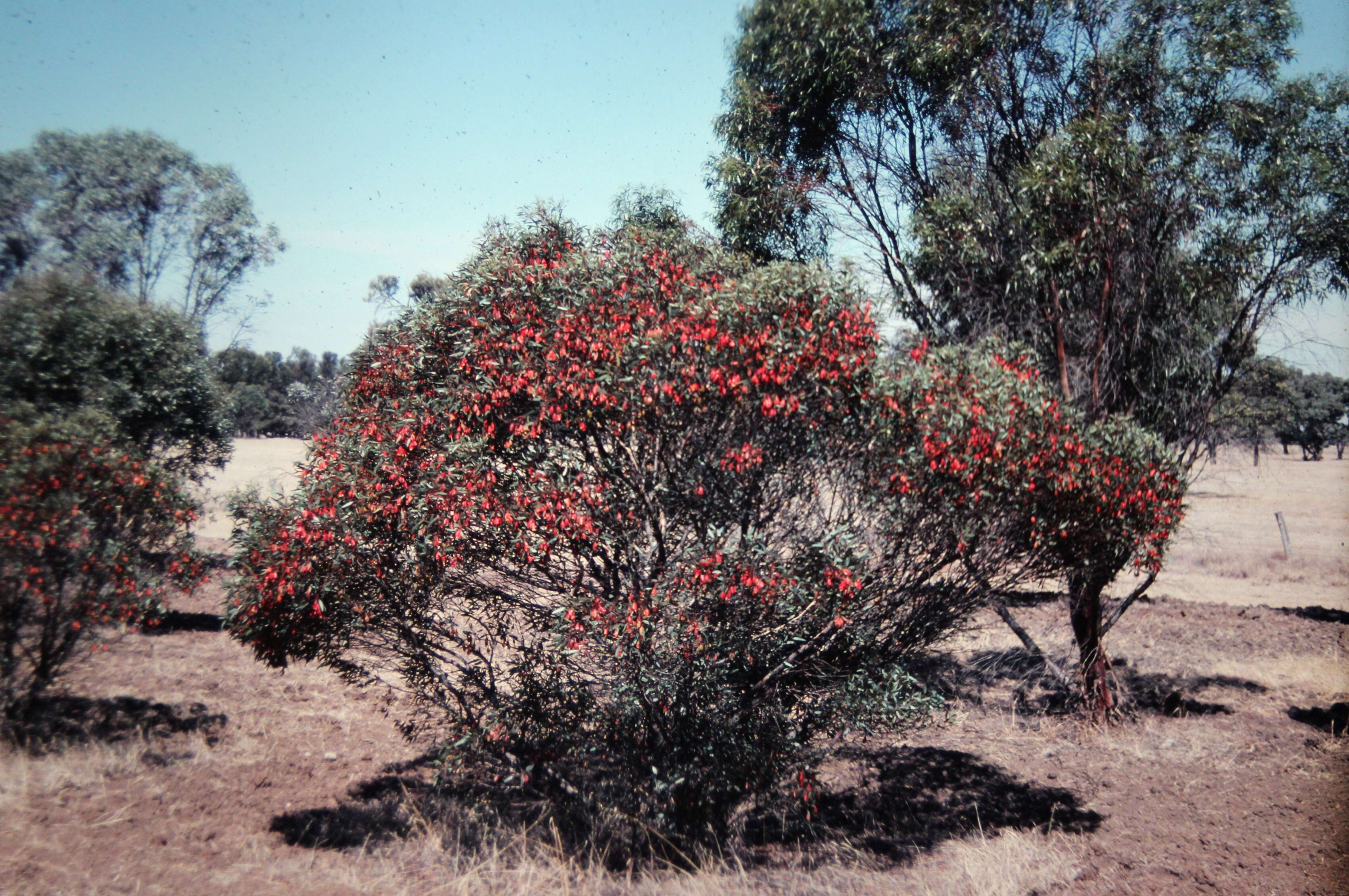 Imagem de Eucalyptus forrestiana Diels