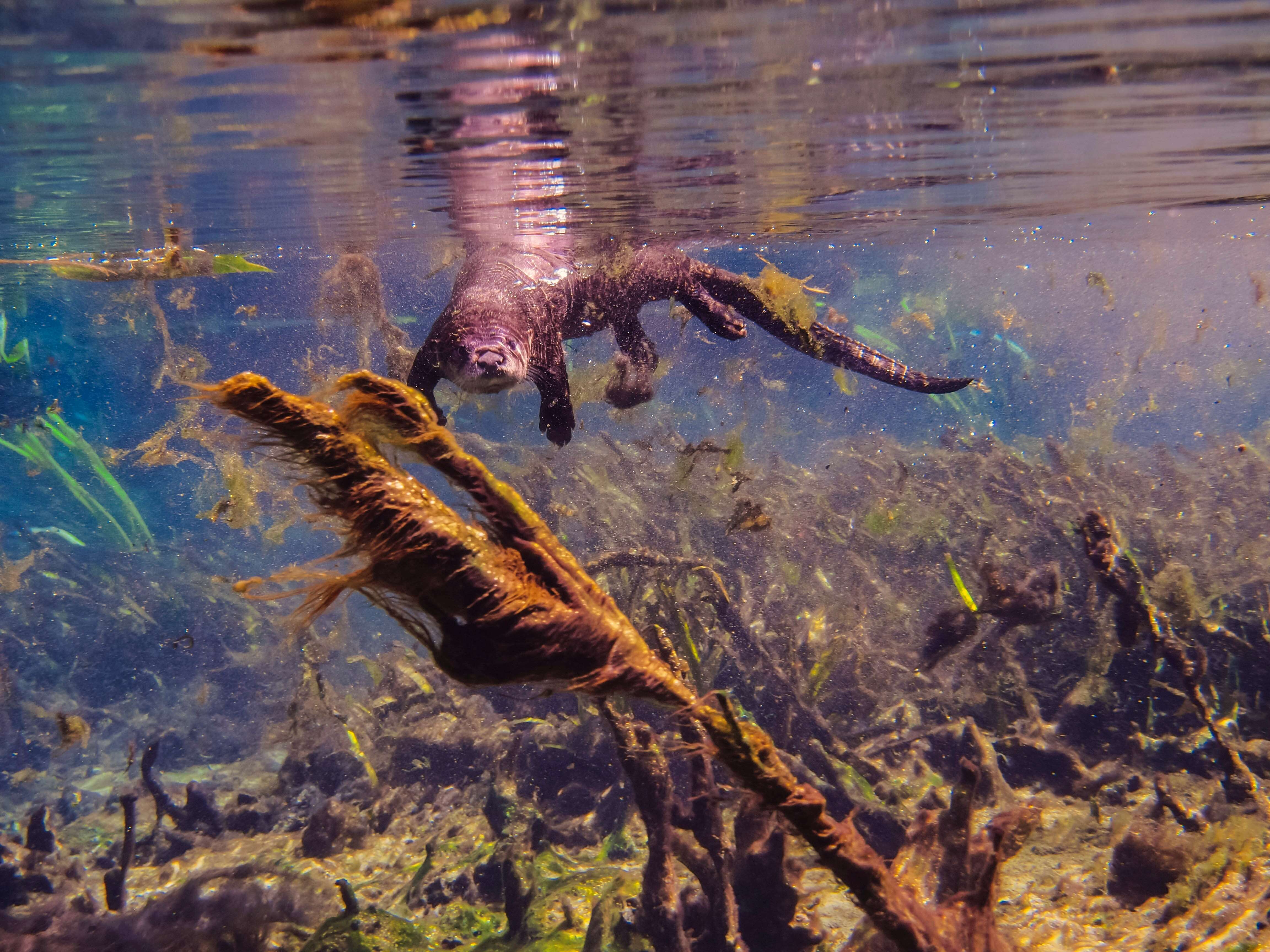 Image of Otter sp.