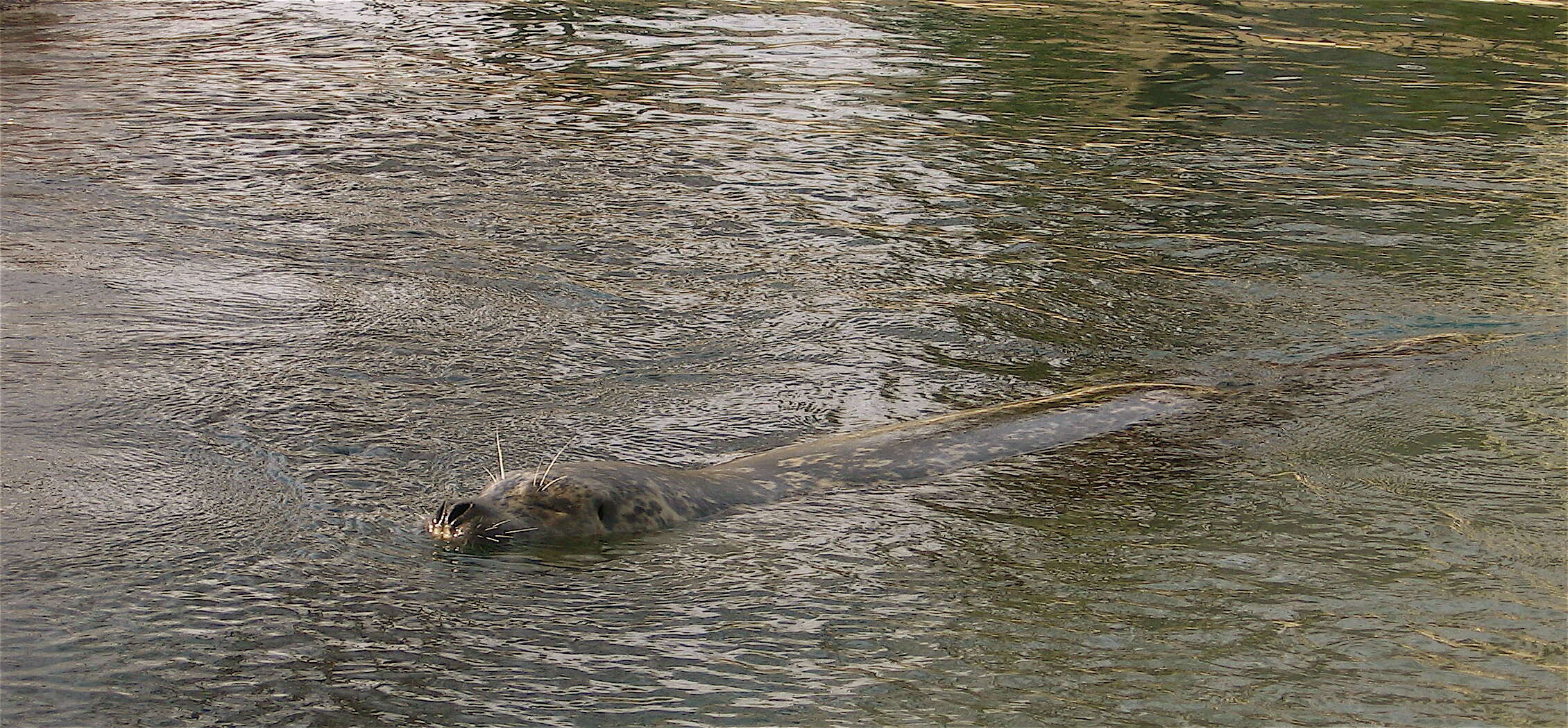 Imagem de Phoca vitulina vitulina Linnaeus 1758