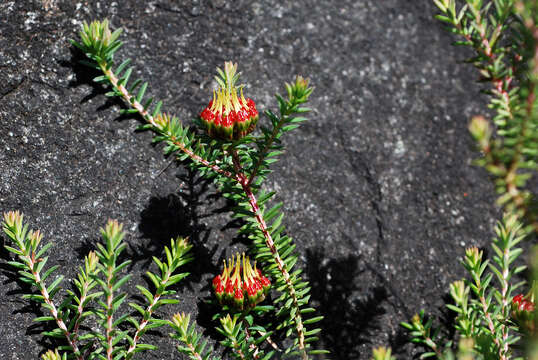 Image of Darwinia hortiorum K. R. Thiele