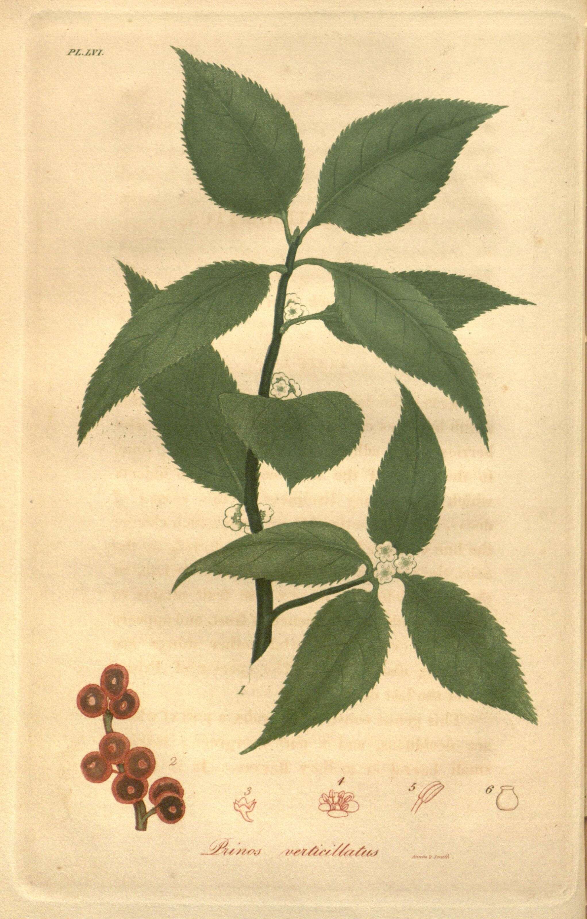 Ilex verticillata (L.) A. Gray resmi