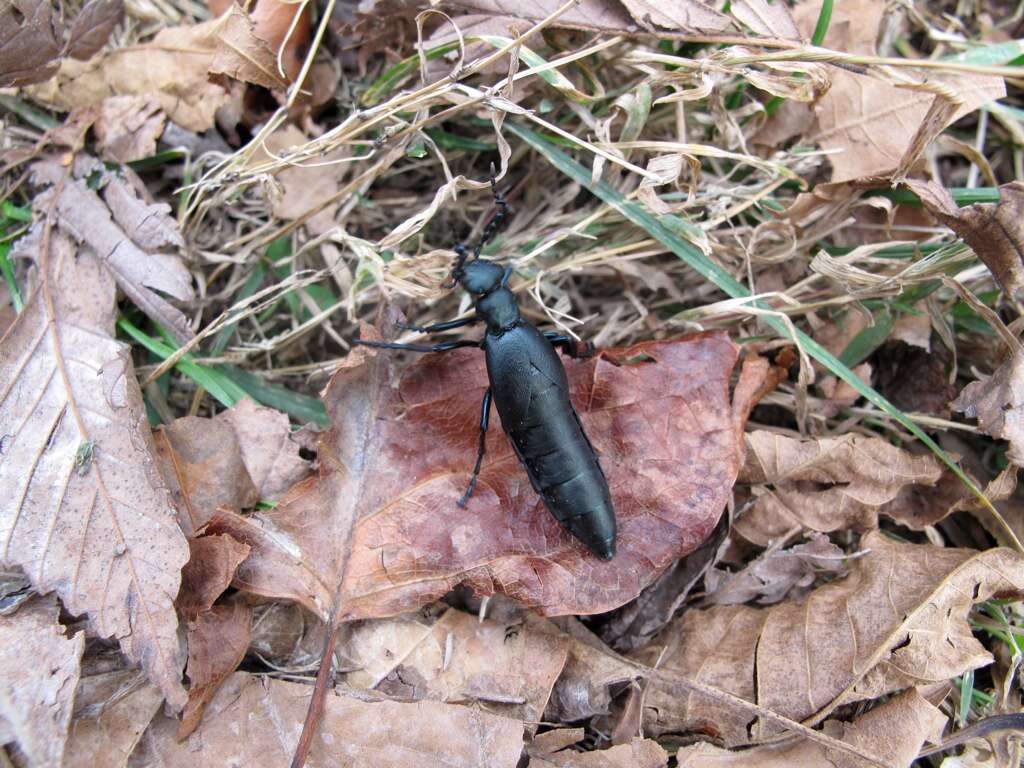 Image of Buttercup Oil Beetle